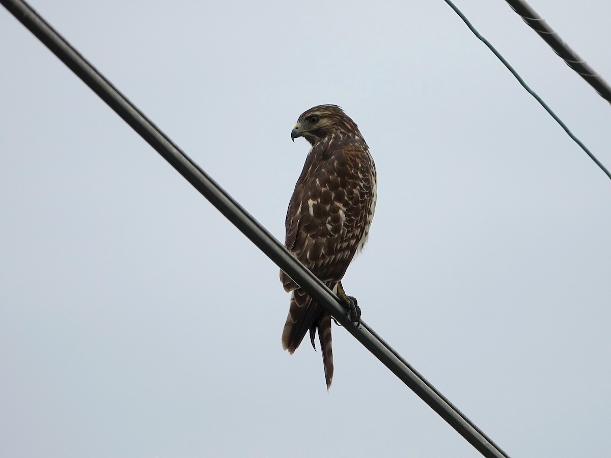 Red-shouldered Hawk - ML117149551