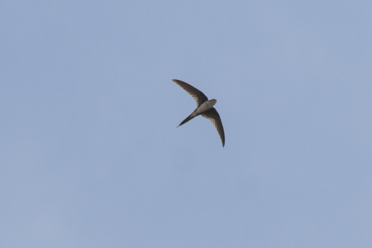 Fork-tailed Palm Swift - ML117149831