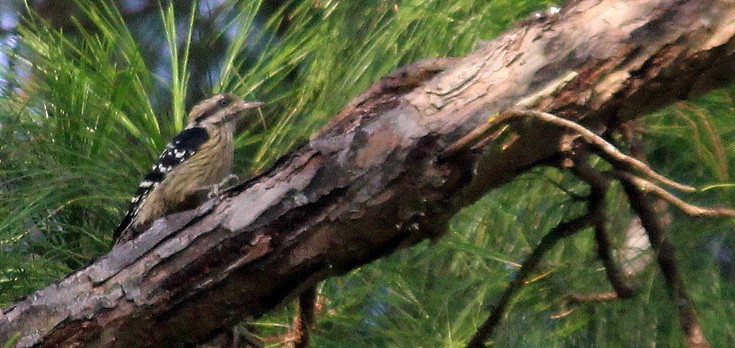 Gray-capped Pygmy Woodpecker - ML117151441