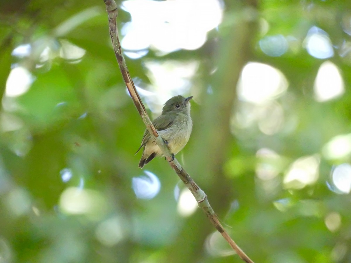 Dwarf Tyrant-Manakin - ML117152841