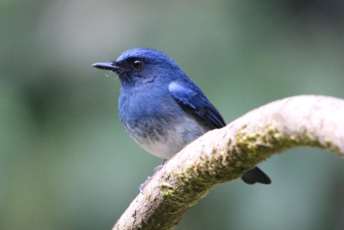 White-bellied Blue Flycatcher - Bhaarat Vyas