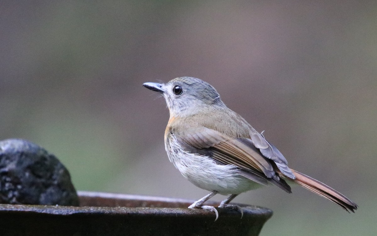 White-bellied Blue Flycatcher - ML117153701