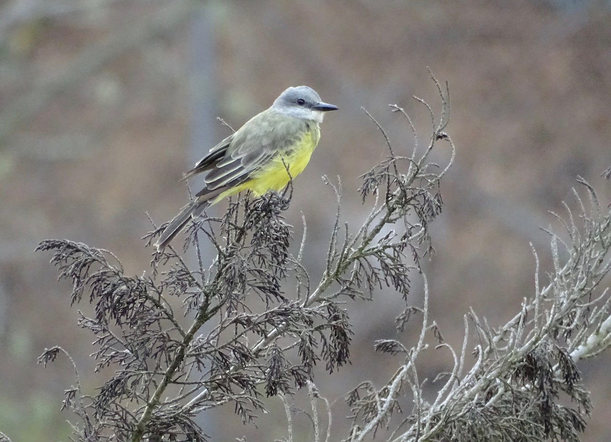 Tropical Kingbird - ML117153731