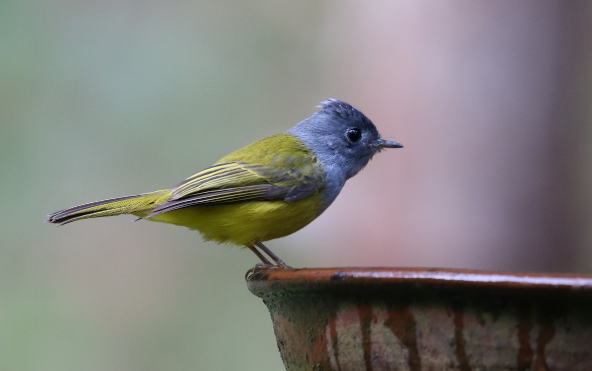 Gray-headed Canary-Flycatcher - ML117153911