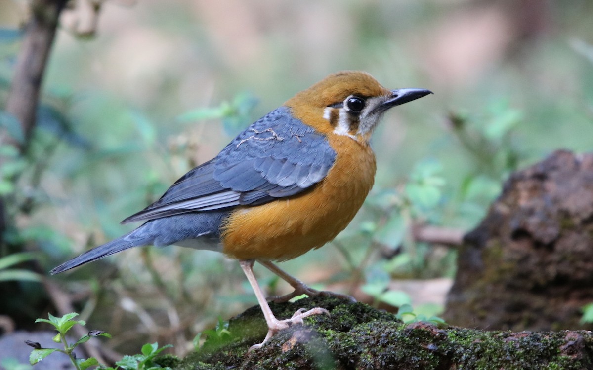 Orange-headed Thrush - ML117153981