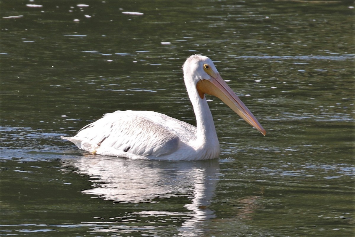 American White Pelican - ML117154711