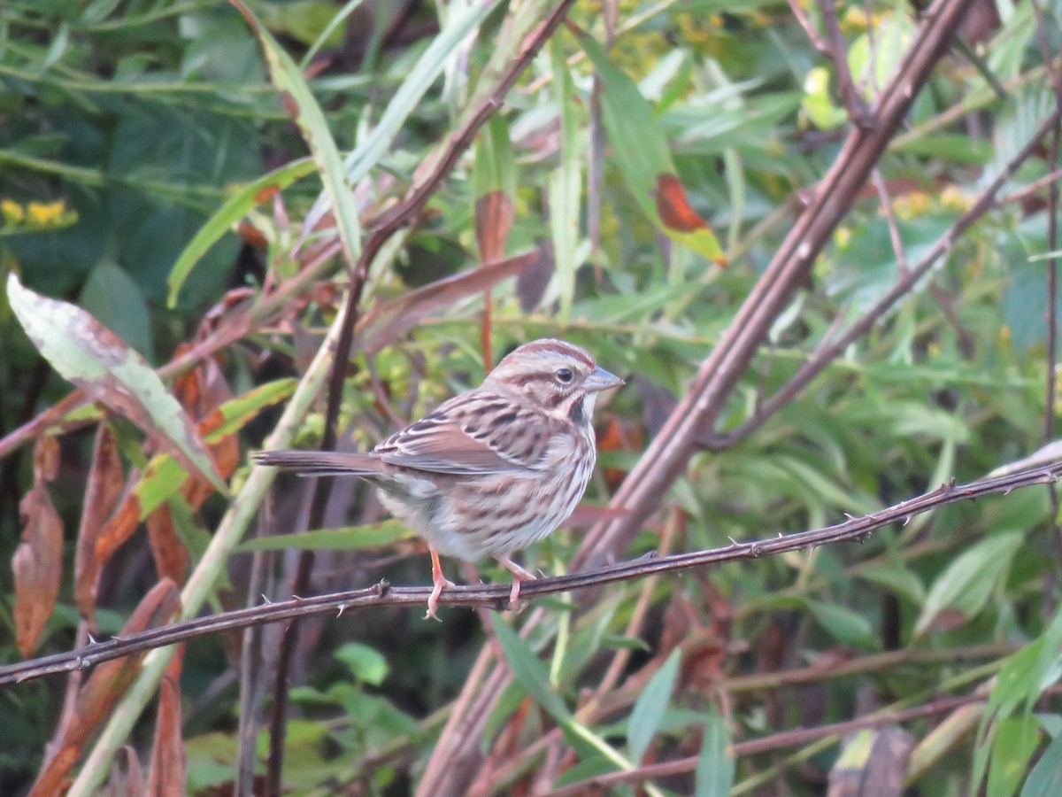 Song Sparrow - Mark Goodwin