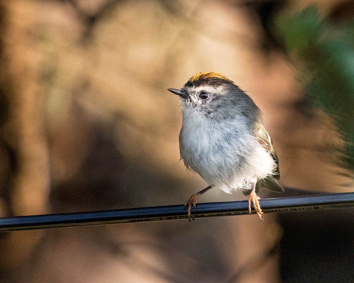 Golden-crowned Kinglet - Jeremy Coleman