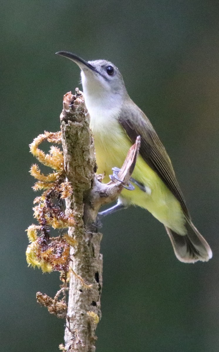 Little Spiderhunter - ML117155361