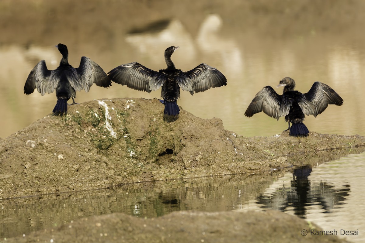 Little Cormorant - ML117155471