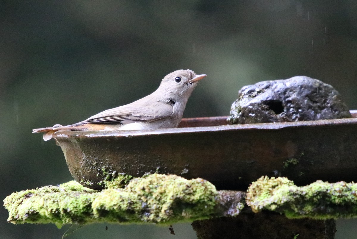 Rusty-tailed Flycatcher - ML117155521