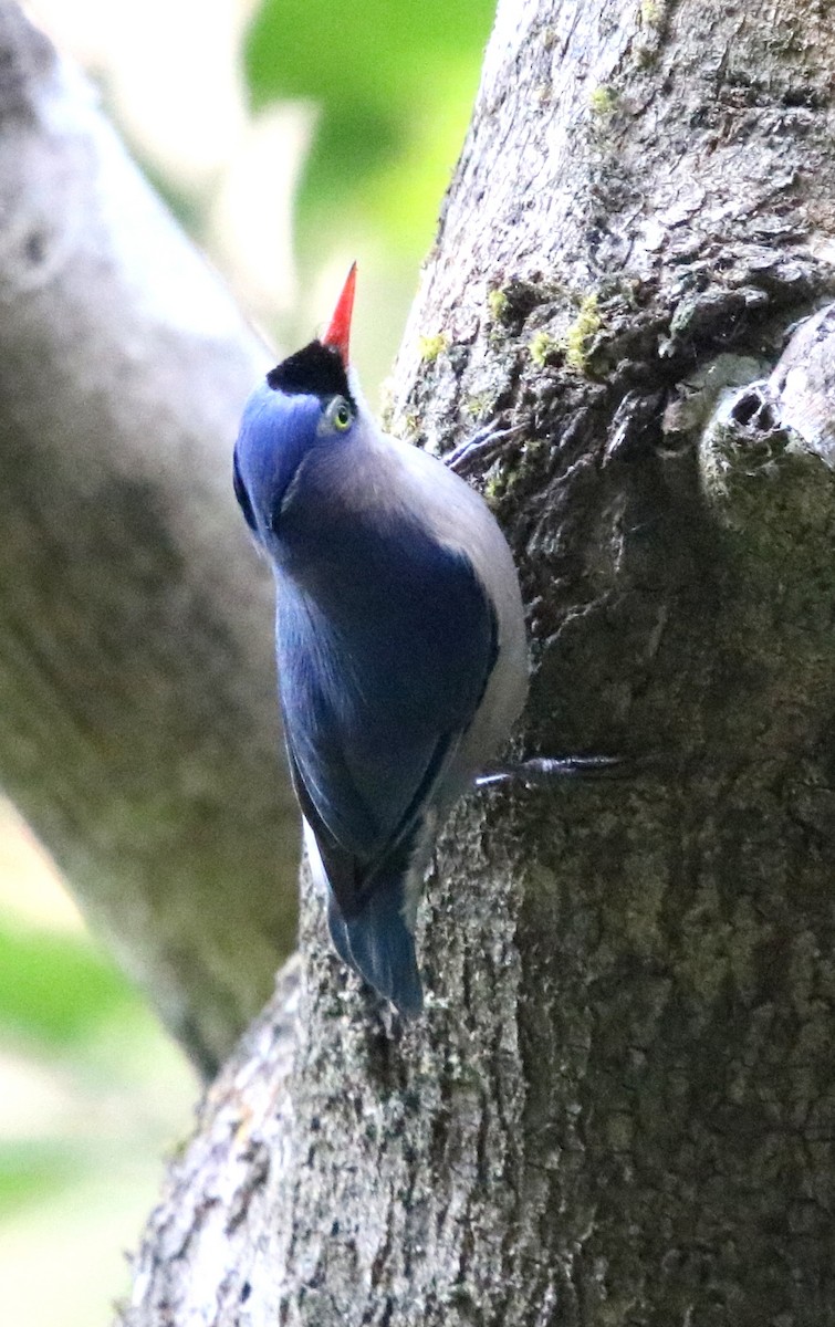 Velvet-fronted Nuthatch - ML117155691