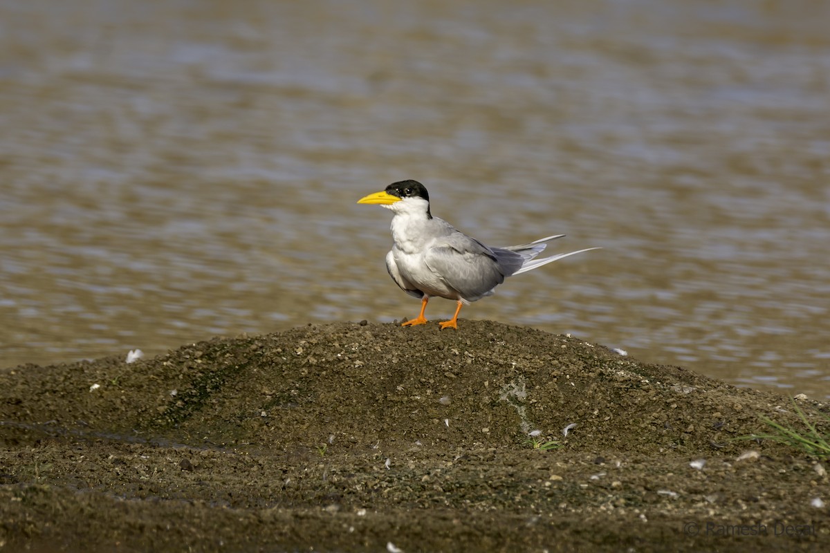 River Tern - ML117156691
