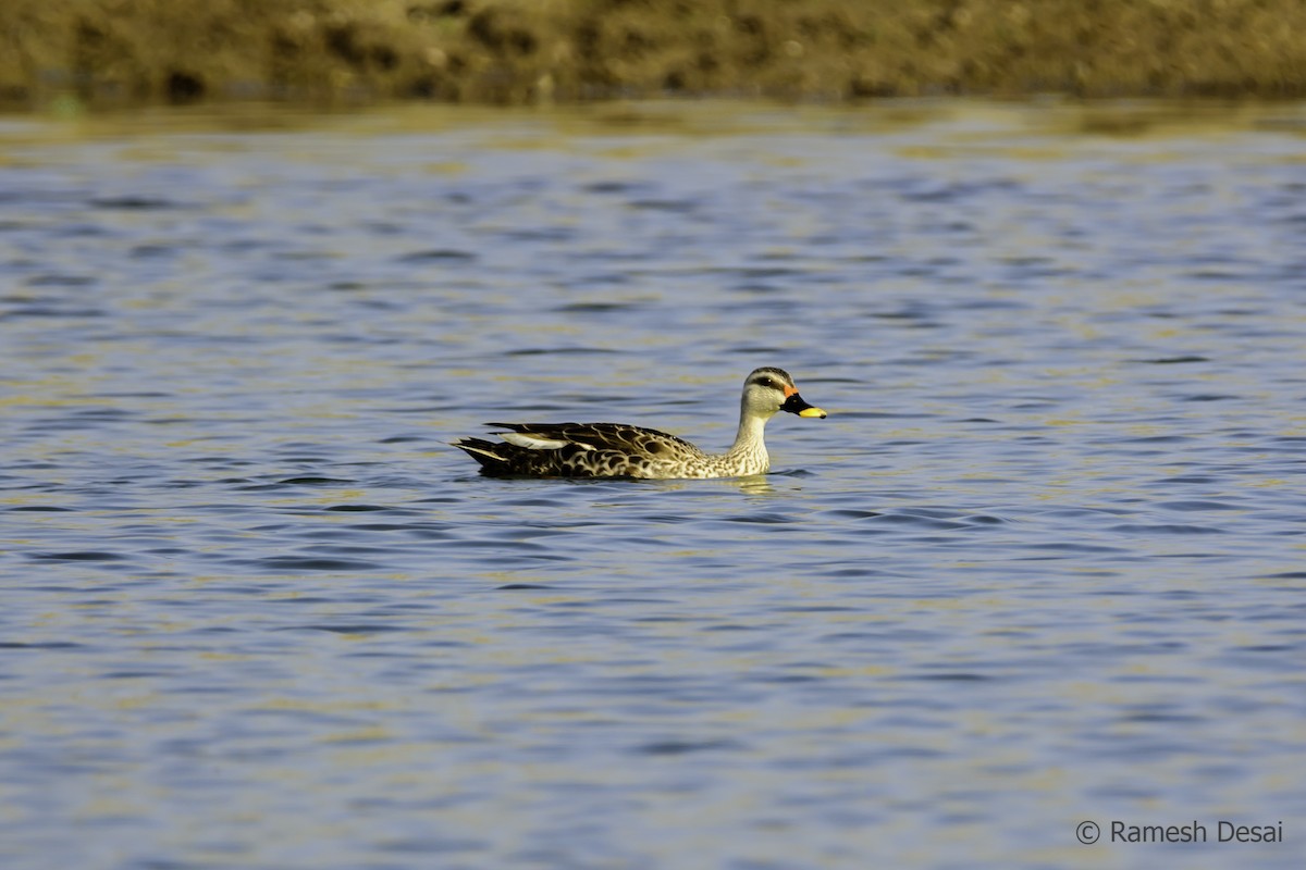 Indian Spot-billed Duck - ML117158411