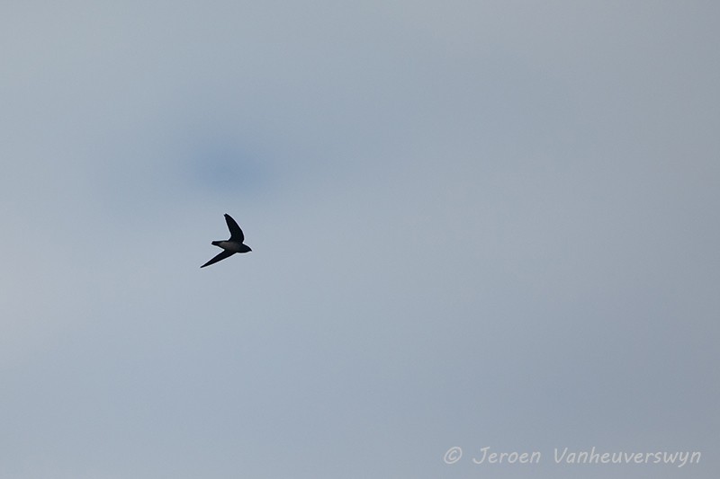 Papuan Spinetail - ML117158431