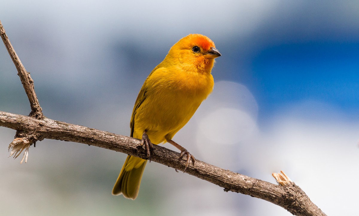 Saffron Finch - David Monroy Rengifo