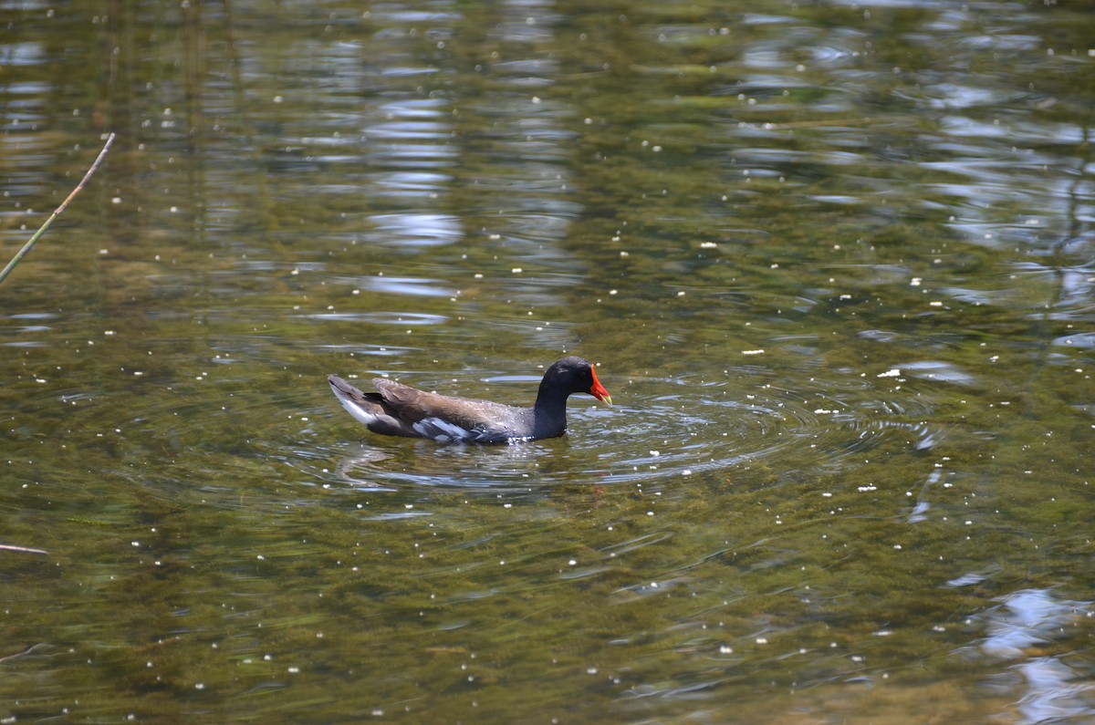 Common Gallinule - ML117160621