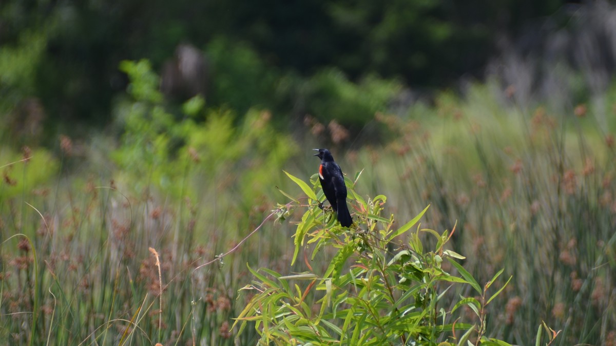 Red-winged Blackbird - ML117160651