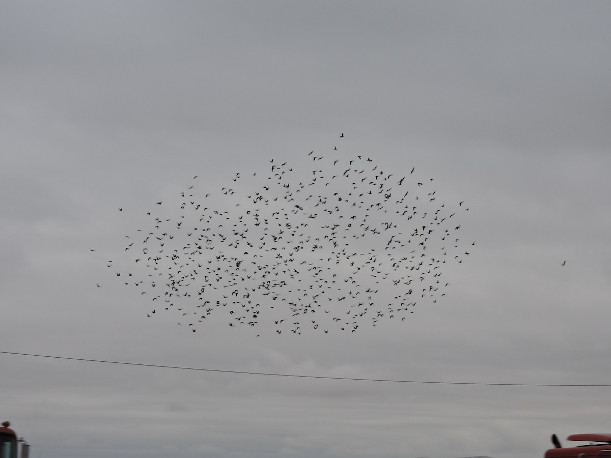 European Starling - ML117162301