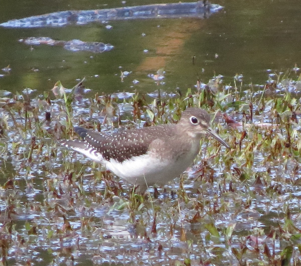 Solitary Sandpiper - Patrice Domeischel