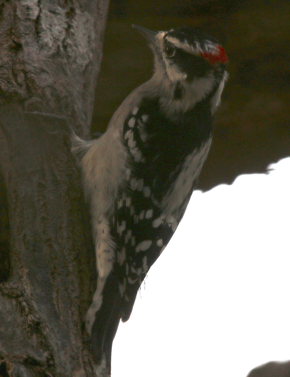 Downy Woodpecker - ML117166371