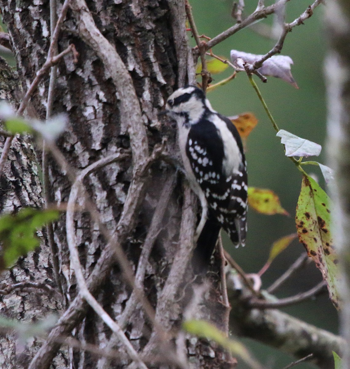 Downy Woodpecker - ML117166381