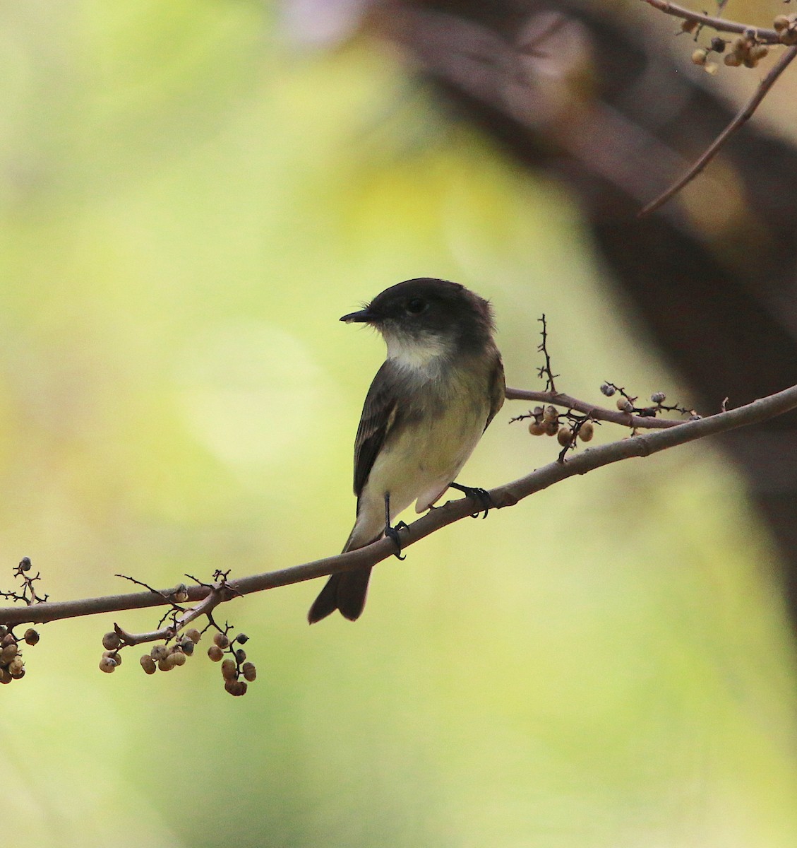 Eastern Phoebe - ML117166461