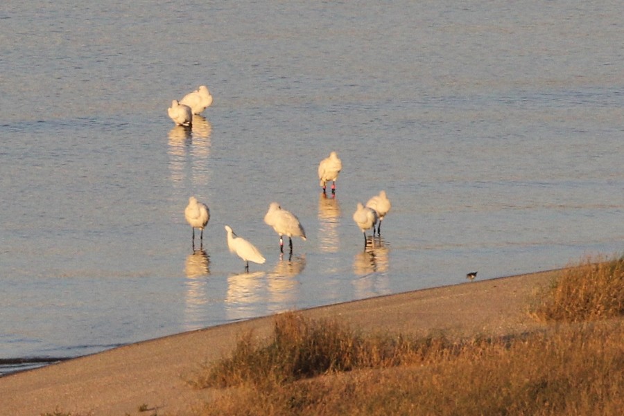 Eurasian Spoonbill - ML117166571