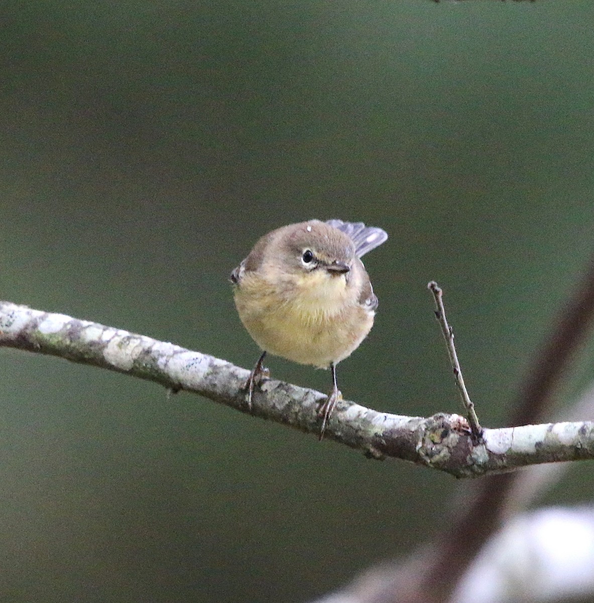 Pine Warbler - ML117166621