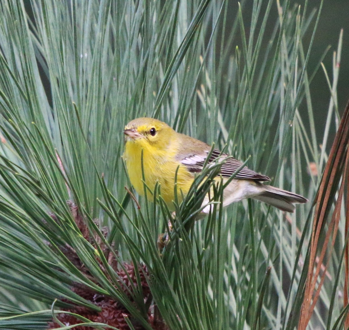 Pine Warbler - ML117166631