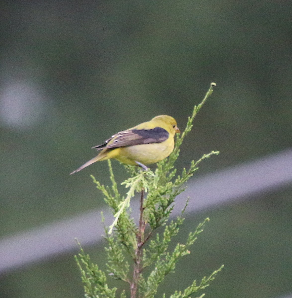 Scarlet Tanager - ML117166721