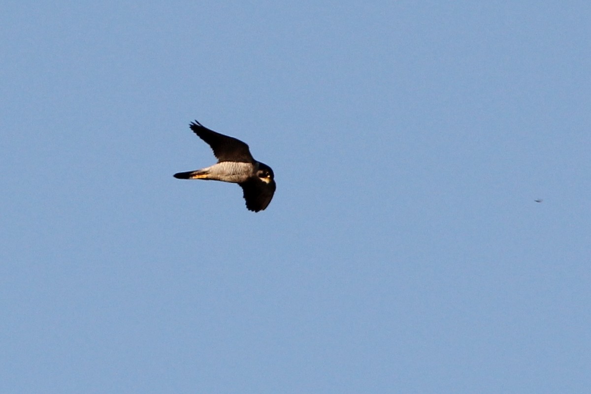 Peregrine Falcon - ML117169071