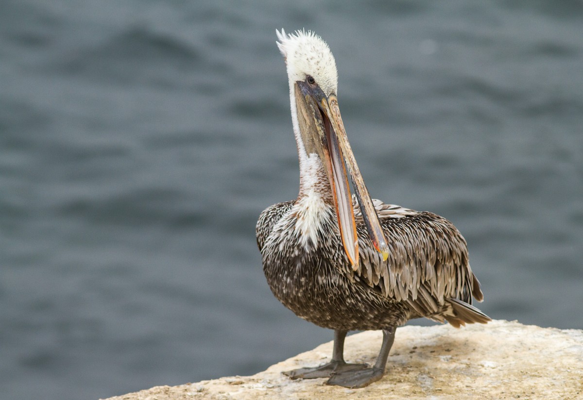 Brown Pelican - Fyn Kynd