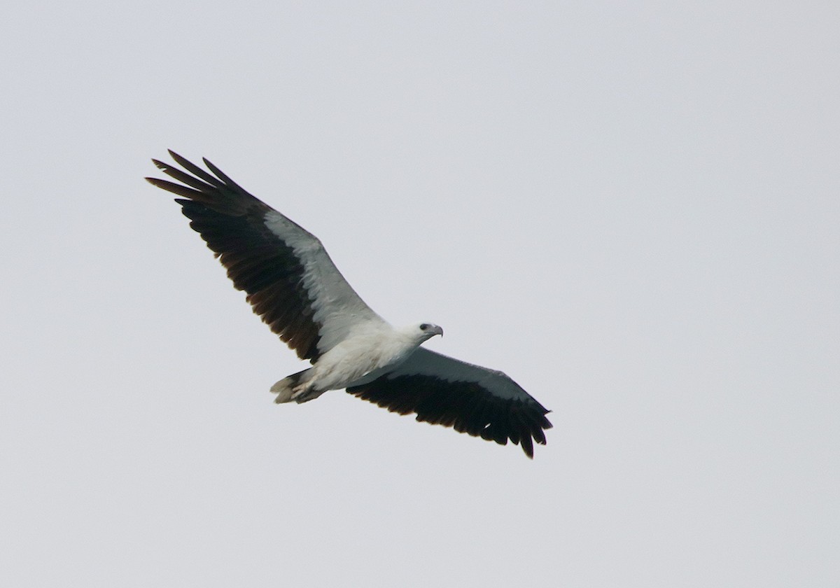 White-bellied Sea-Eagle - ML117169741