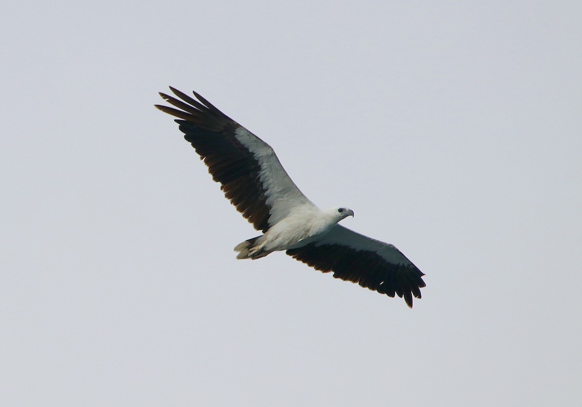 White-bellied Sea-Eagle - ML117169751