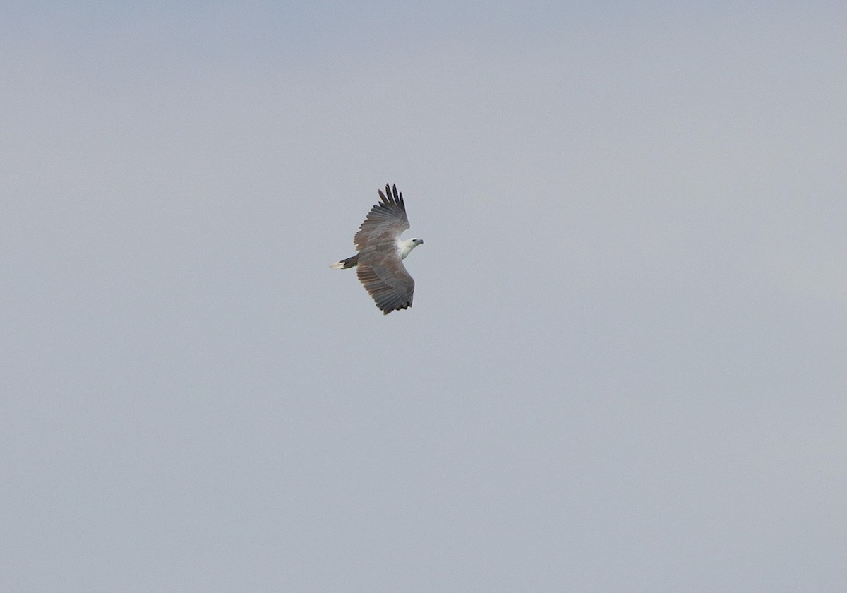 White-bellied Sea-Eagle - ML117169781