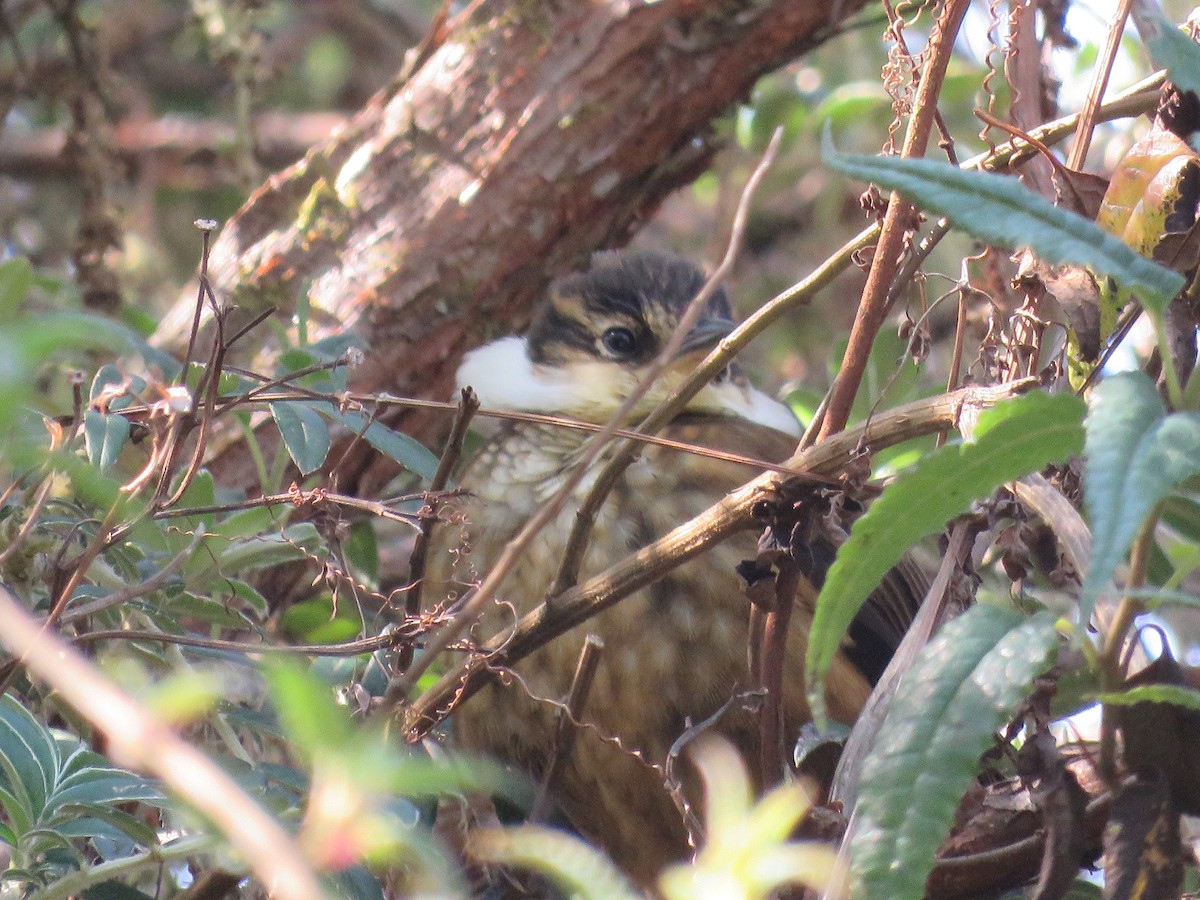 Trepamusgos Barbablanca Andino - ML117170551