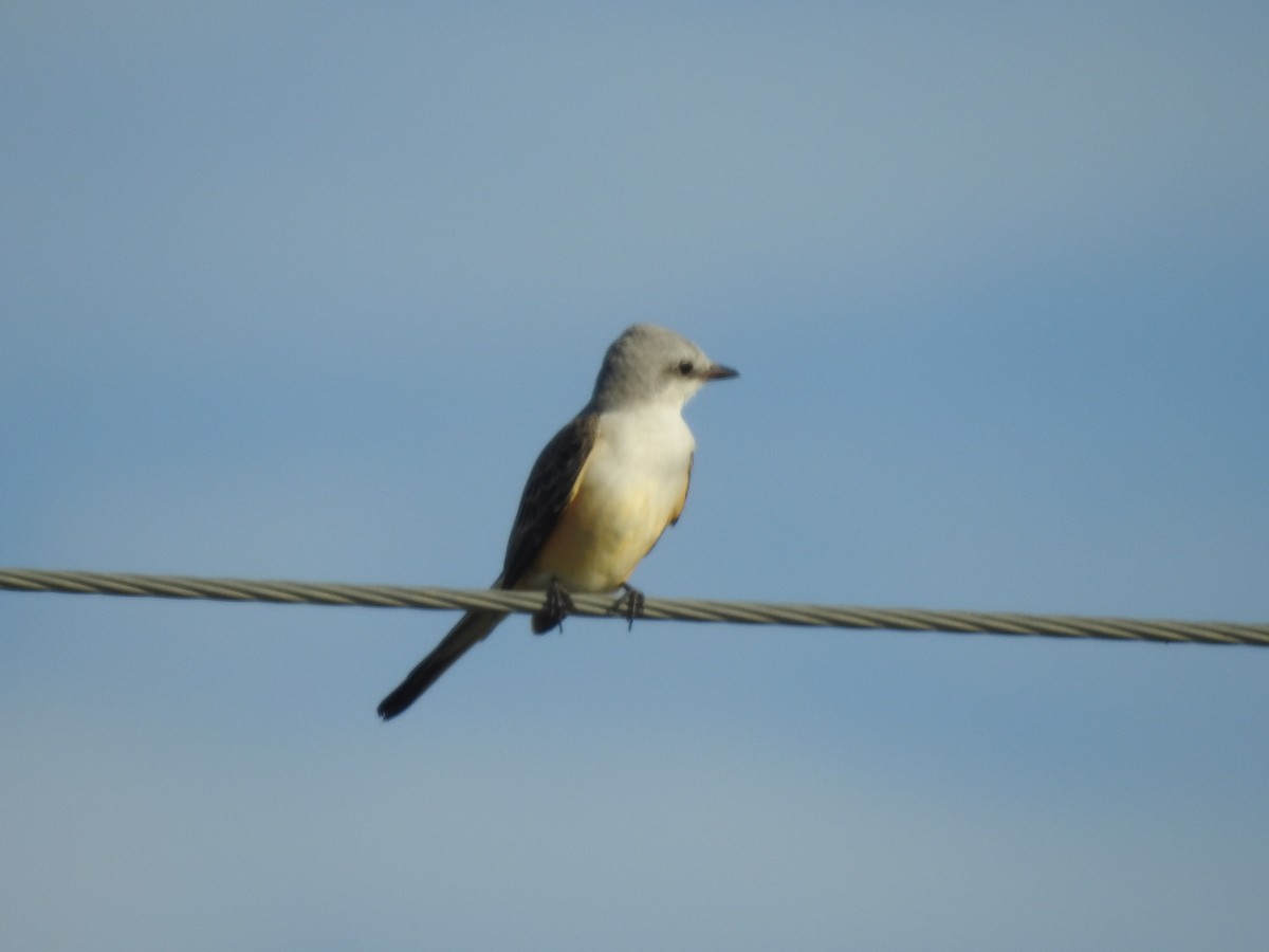 Scissor-tailed Flycatcher - ML117170701