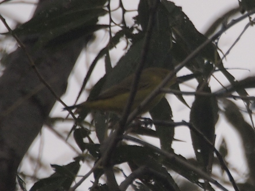 Wilson's Warbler - ML117170941