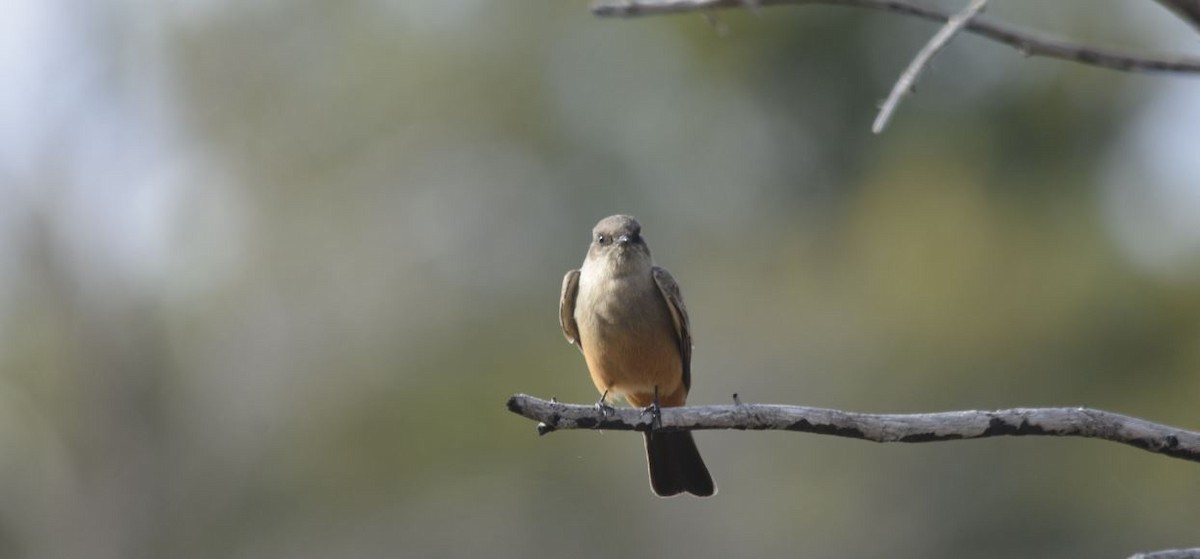 Say's Phoebe - ML117171871