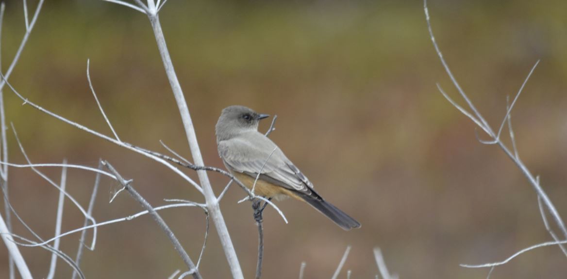 Say's Phoebe - ML117171941