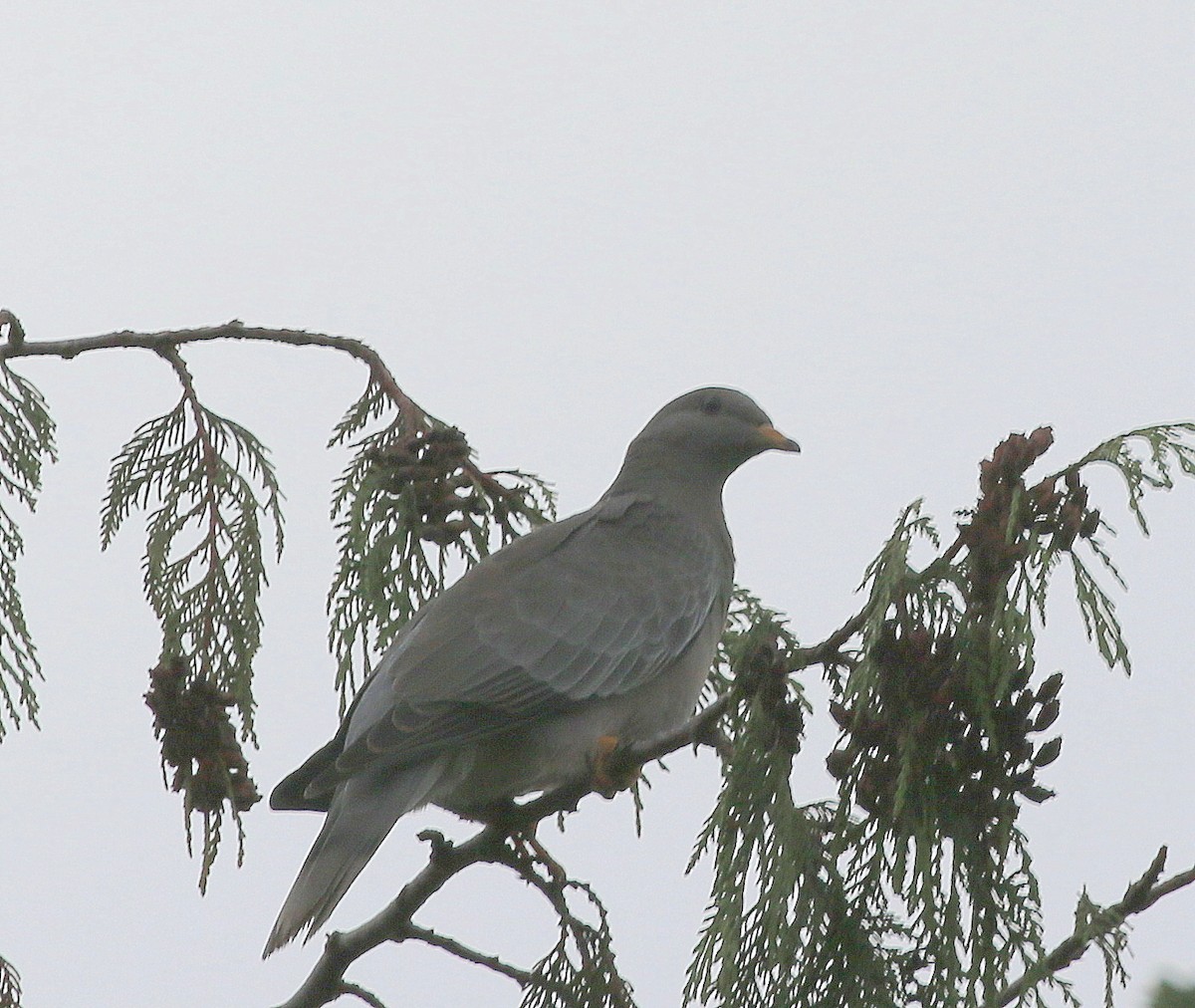 Band-tailed Pigeon - ML117172451