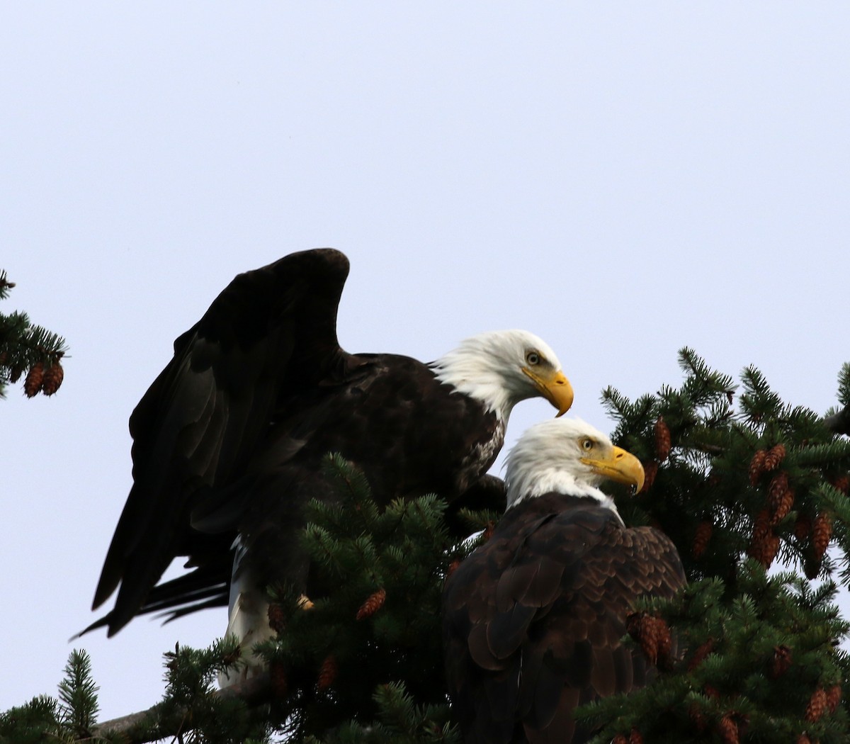 Bald Eagle - ML117172731