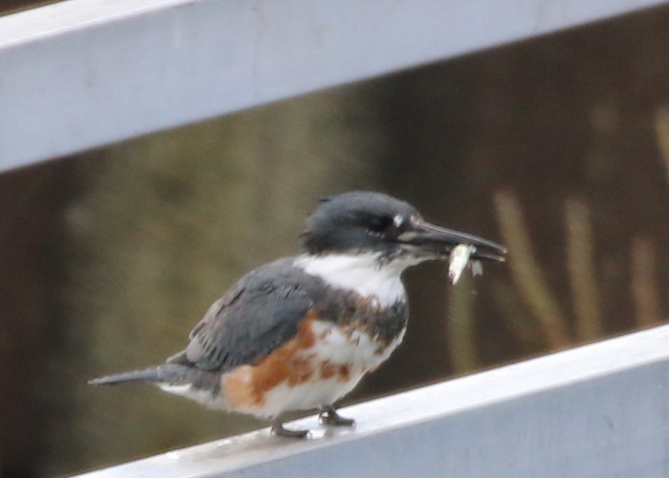 Belted Kingfisher - ML117172751