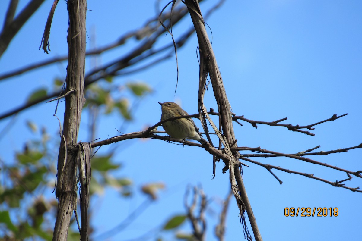 Yellow-rumped Warbler (Myrtle) - ML117173011