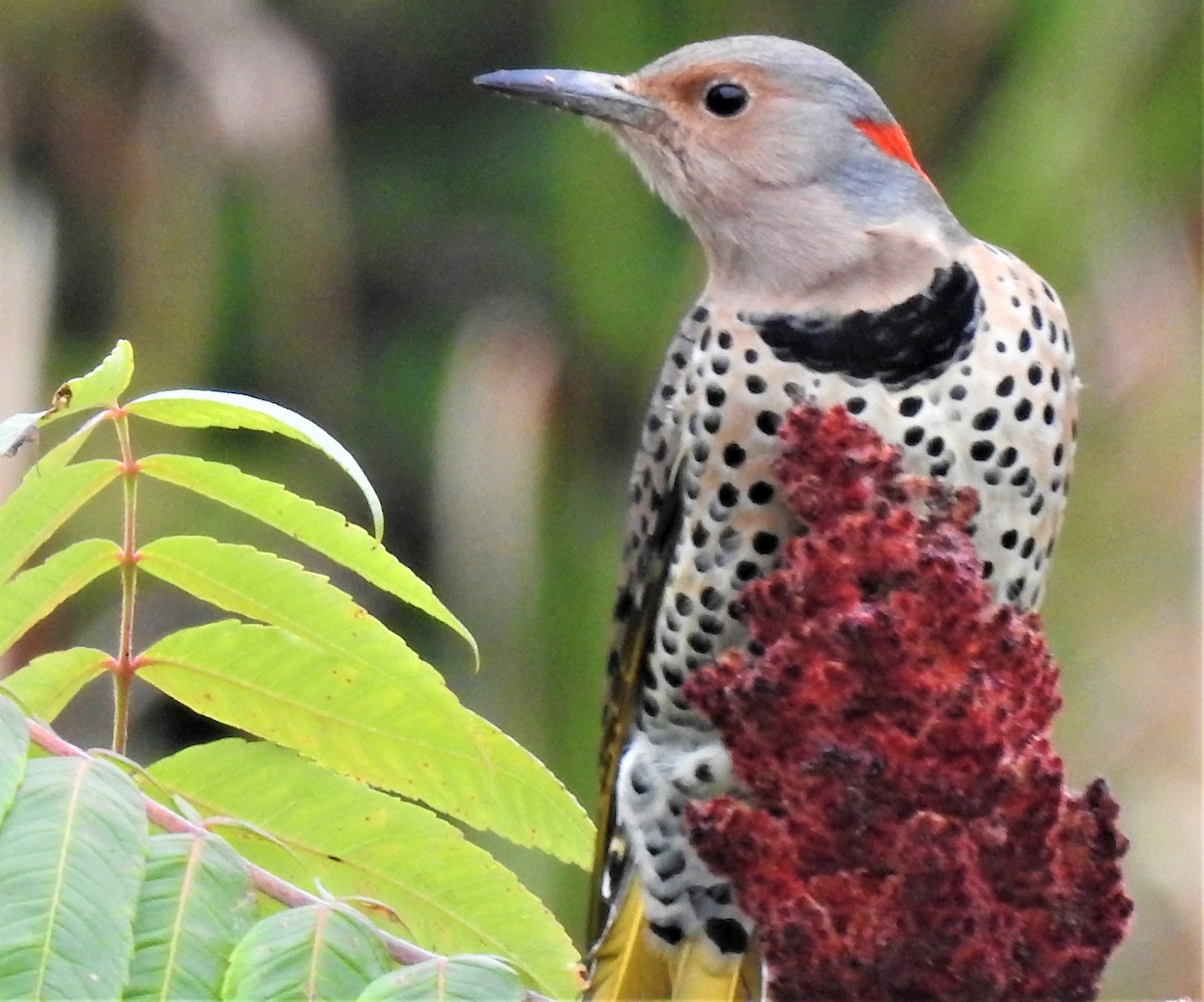 Northern Flicker (Yellow-shafted) - Lucio 'Luc' Fazio