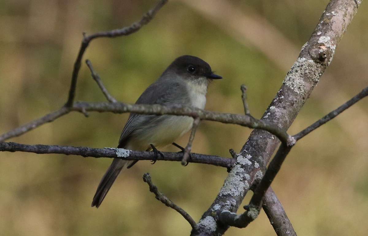 Eastern Phoebe - Gene Ricks