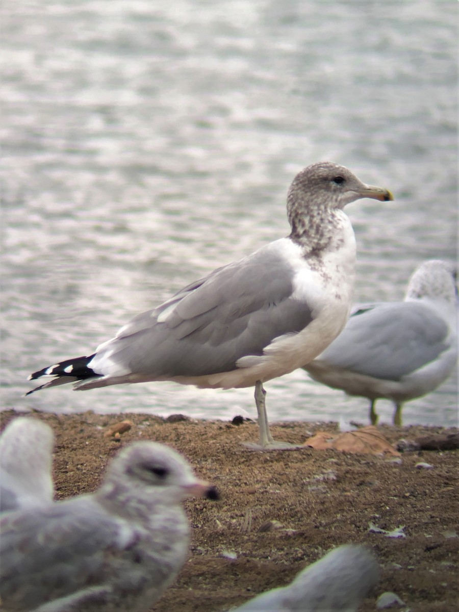 California Gull - Steve Landes