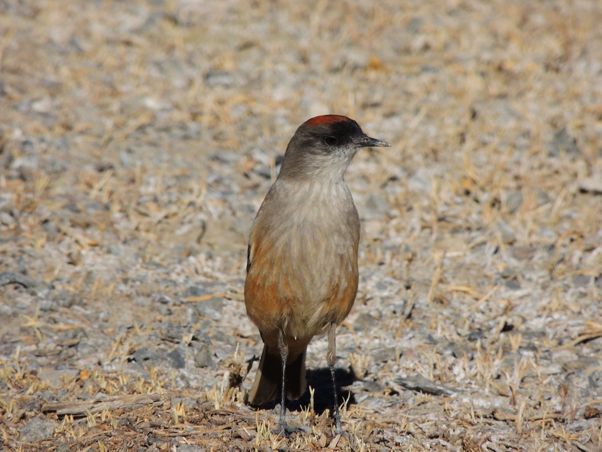 Cinnamon-bellied Ground-Tyrant - ML117176001