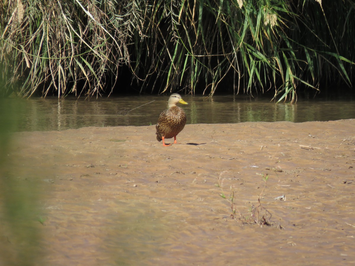 Mexican Duck - ML117176231